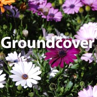 Groundcover